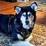 dog, husky, blue_eyes, lying, rug, indoor, wooden_floor, toy, furniture, table, pet, animal, canine, house, floor_covering, domestic, looking, calm, black_and_white, harness