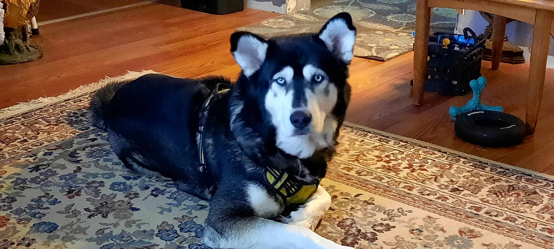 Sarge joined the competition — help win amazing prizes! dog, husky, blue_eyes, lying, rug, indoor, wooden_floor, toy, furniture, table, pet, animal, canine, house, floor_covering, domestic, looking, calm, black_and_white, harness