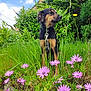 Rockette a rejoint le concours — aidez-le/la à gagner de superbes lots ! dog, canine, pet, flowers, pink_flowers, daisies, grass, greenery, leash, outdoor, garden, shrubs, trees, blue_sky, clouds, portrait, sitting, nature, spring, groundcover