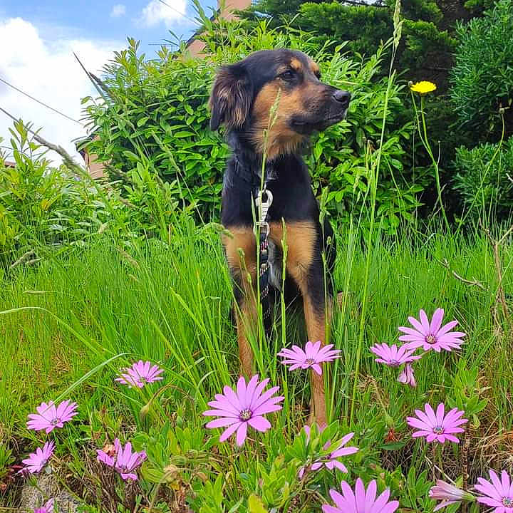 Rockette a rejoint le concours — aidez-le/la à gagner de superbes lots ! blue_sky, canine, clouds, daisies, dog, flowers, garden, grass, greenery, groundcover, leash, nature, outdoor, pet, pink_flowers, portrait, shrubs, sitting, spring, trees