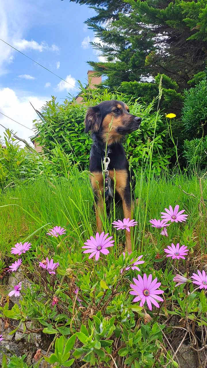Rockette a rejoint le concours — aidez-le/la à gagner de superbes lots ! dog, canine, pet, flowers, pink_flowers, daisies, grass, greenery, leash, outdoor, garden, shrubs, trees, blue_sky, clouds, portrait, sitting, nature, spring, groundcover