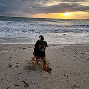 Rockette a rejoint le concours — aidez-le/la à gagner de superbes lots ! dog, beach, sand, ocean, waves, sunset, sky, clouds, sea, horizon, paw_prints, seaweed, happy_dog, playful, shoreline, water, wet_sand, sunset_reflection, coastal, outdoors