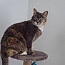 cat, tortoiseshell, calico, tabby, green_eyes, whiskers, cat_tree, perch, indoor, white_wall, looking_at_camera, sitting, paws, tail, fur, pet, domestic_animal, curious, portrait, soft_lighting