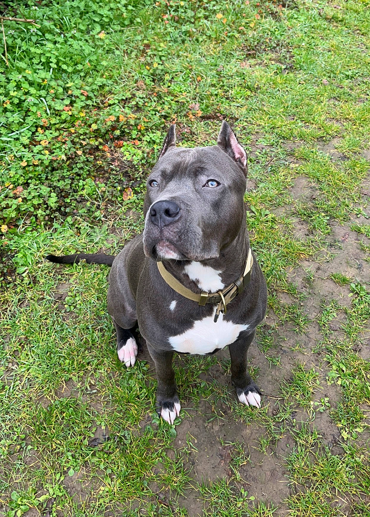 Marvel participe au concours pour gagner de l'argent avec cette photo : art, borador, canidae, carnivore, collar, companion_dog, dog, dog_breed, dog_collar, fawn, grass, groundcover, leash, pet_supply, plant, sporting_group, tail, terrestrial_animal, whiskers, working_animal