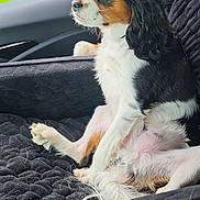 Louky participe au concours pour gagner de l'argent avec cette photo : dog, tricolor, long_ears, car_interior, car_seat, seat_cover, black_fabric, pet, canine, sitting, relaxed, looking_out_window, paw, fur, side_view, domestic_animal, companion, cute, indoors, transportation
