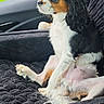 dog, tricolor, long_ears, car_interior, car_seat, seat_cover, black_fabric, pet, canine, sitting, relaxed, looking_out_window, paw, fur, side_view, domestic_animal, companion, cute, indoors, transportation