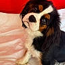 Louky a rejoint le concours — aidez-le/la à gagner de superbes lots ! dog, puppy, cavalier_king_charles_spaniel, tricolor, pet, cute, fluffy, bed, white_bedding, red_background, portrait, animal, indoor, looking_up, head_tilt, ears, fur, small_dog, companion, adorable