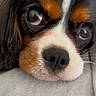 dog, cavalier_king_charles_spaniel, close_up, resting, sleepy, face, nose, whiskers, fur, black, brown, white, pet, animal, cute, indoors, soft_surface, portrait, expression, companion