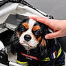Louky a rejoint le concours — aidez-le/la à gagner de superbes lots ! adorable, animal, black_white_brown, canine, cavalier_king_charles_spaniel, close_up, clothing, costume, cute, dog, eyes, face, firefighter_uniform, friendly, fur, hand, indoor, pet, portrait, whiskers
