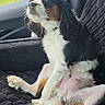 dog, cavalier_king_charles_spaniel, car_interior, seat, black_seat_cover, pet, window, looking_out, relaxed, fur, ears, whiskers, paws, sitting, side_view, daylight, animal, companion, domestic_animal, cute