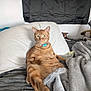 Chester joined the competition — help win amazing prizes! cat, ginger_cat, tabby, pet, bed, blanket, pillow, collar, bell, fur, whiskers, paw, indoor, cozy, lounging, portrait, domestic_cat, looking_at_camera, plush_blanket, relaxed