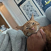 Chester joined the competition — help win amazing prizes! cat, ginger_cat, pet, hand, blanket, couch, indoor, cozy, sleepy, close_up, whiskers, fur, living_room, human_hand, relaxing, blanket_texture, portrait, domestic_animal, home, furniture