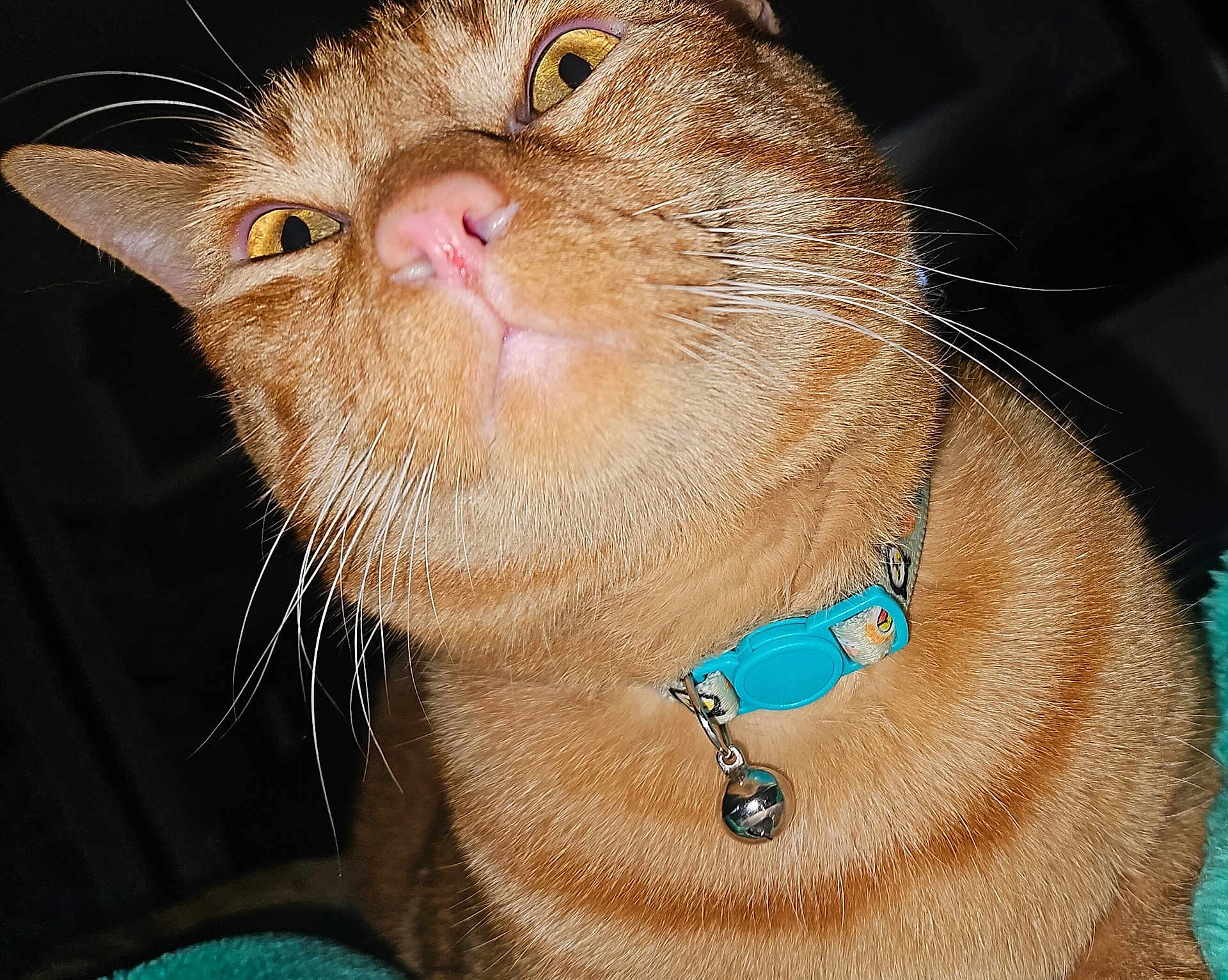 Chester is registered to the contest to win money with this photo: cat, ginger_cat, close_up, whiskers, collar, bell, pink_nose, yellow_eyes, fur, pet, domestic_cat, indoor, flash_lighting, portrait, feline, curiosity, macro, playful, mustache_whiskers, tabby_pattern