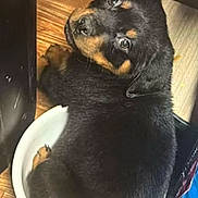 Kujo joined the competition — help win amazing prizes! puppy, rottweiler, dog, bowl, wooden_floor, black_fur, brown_fur, cute, pet, animal, indoor, looking_back, small_space, young_dog, fur, snug, domestic, companion, adorable, playful