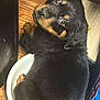 puppy, rottweiler, dog, bowl, wooden_floor, black_fur, brown_fur, cute, pet, animal, indoor, looking_back, small_space, young_dog, fur, snug, domestic, companion, adorable, playful