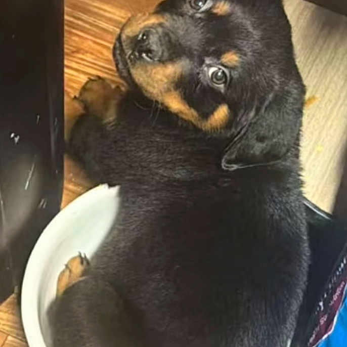 Kujo joined the competition — help win amazing prizes! adorable, animal, black_fur, bowl, brown_fur, companion, cute, dog, domestic, fur, indoor, looking_back, pet, playful, puppy, rottweiler, small_space, snug, wooden_floor, young_dog