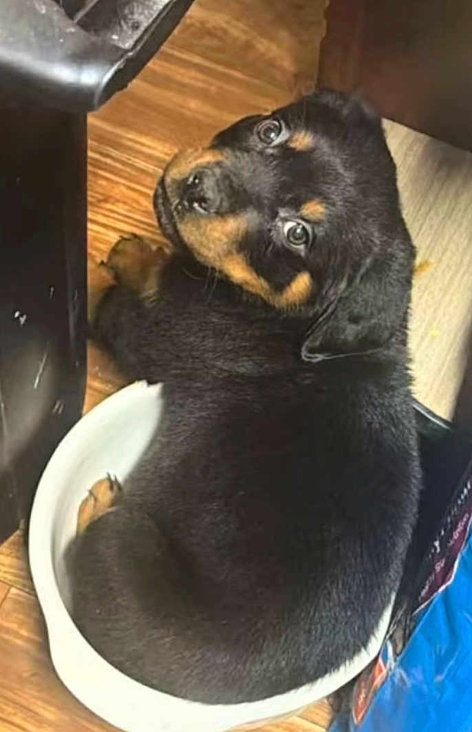 Kujo joined the competition — help win amazing prizes! puppy, rottweiler, dog, bowl, wooden_floor, black_fur, brown_fur, cute, pet, animal, indoor, looking_back, small_space, young_dog, fur, snug, domestic, companion, adorable, playful