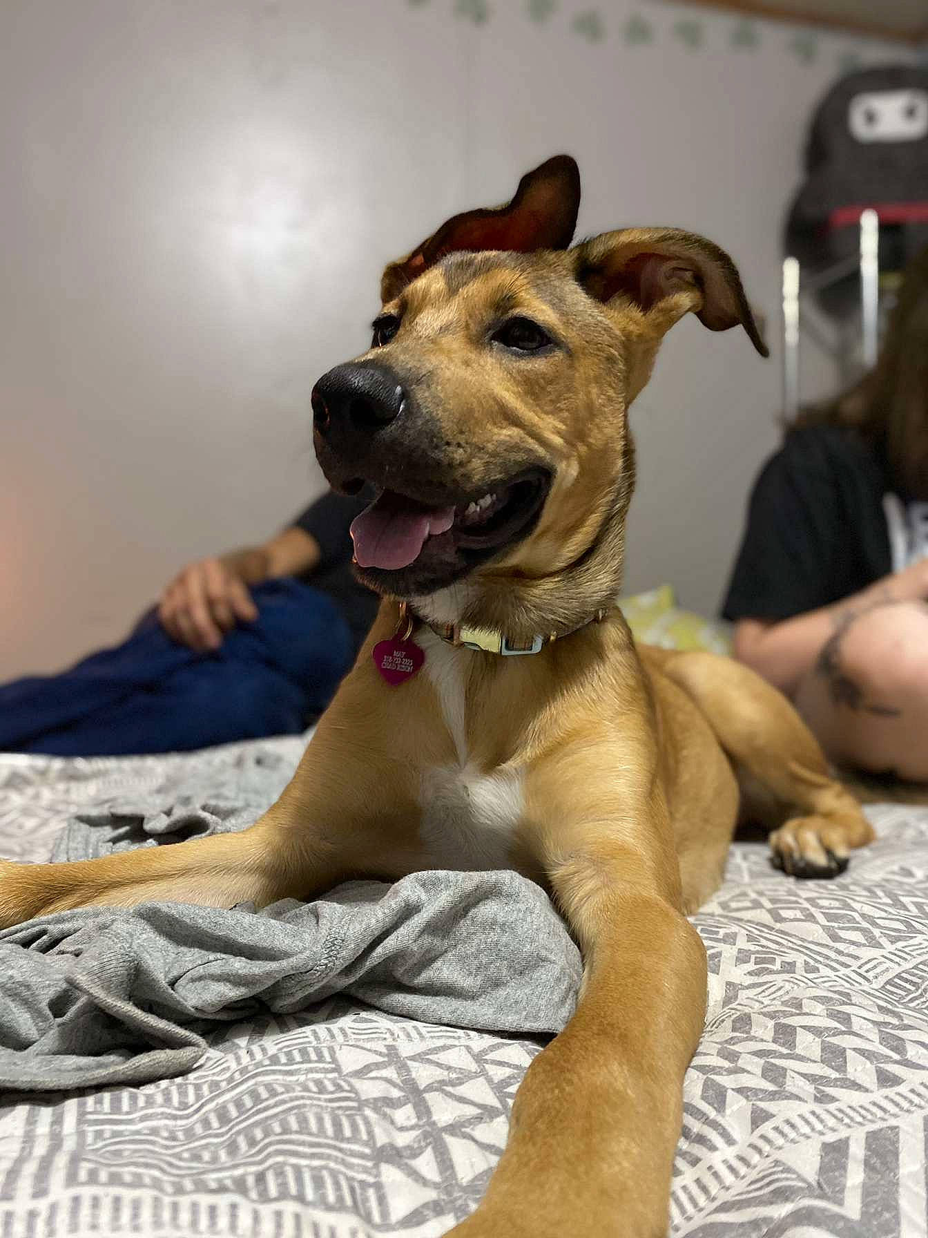 May May is registered to the contest to win money with this photo: ancient_dog_breeds, canidae, carnivore, collar, comfort, companion_dog, dog, dog_breed, dog_collar, fawn, fur, guard_dog, non_sporting_group, paw, snout, sporting_group, street_dog, whiskers, working_animal, working_dog