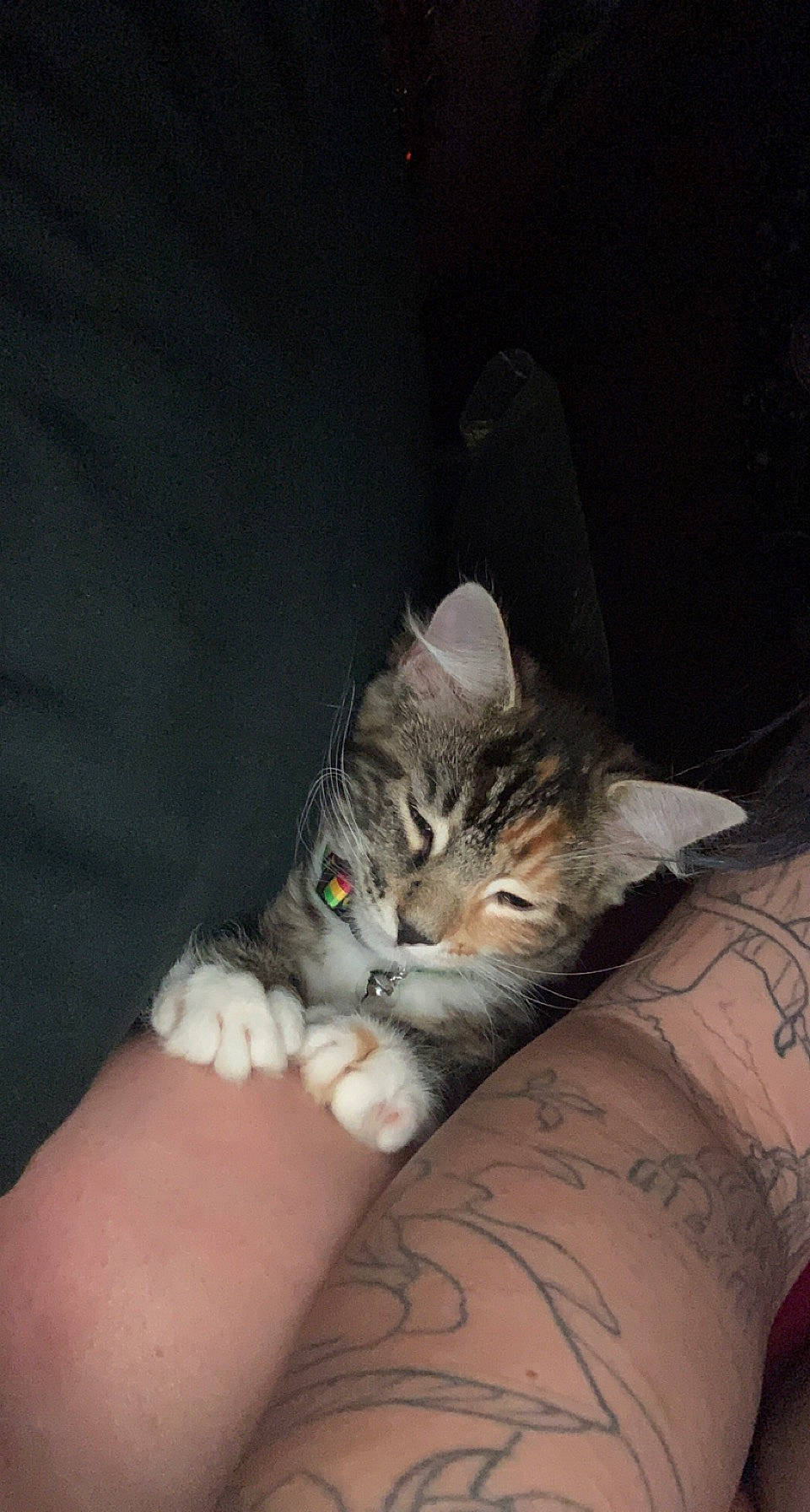 Tigerlilly joined the competition — help win amazing prizes! carnivore, cat, claw, comfort, darkness, domestic_short_haired_cat, felidae, flesh, fur, gesture, hand, human_leg, lap, nail, nap, paw, small_to_medium_sized_cats, tail, thigh, whiskers