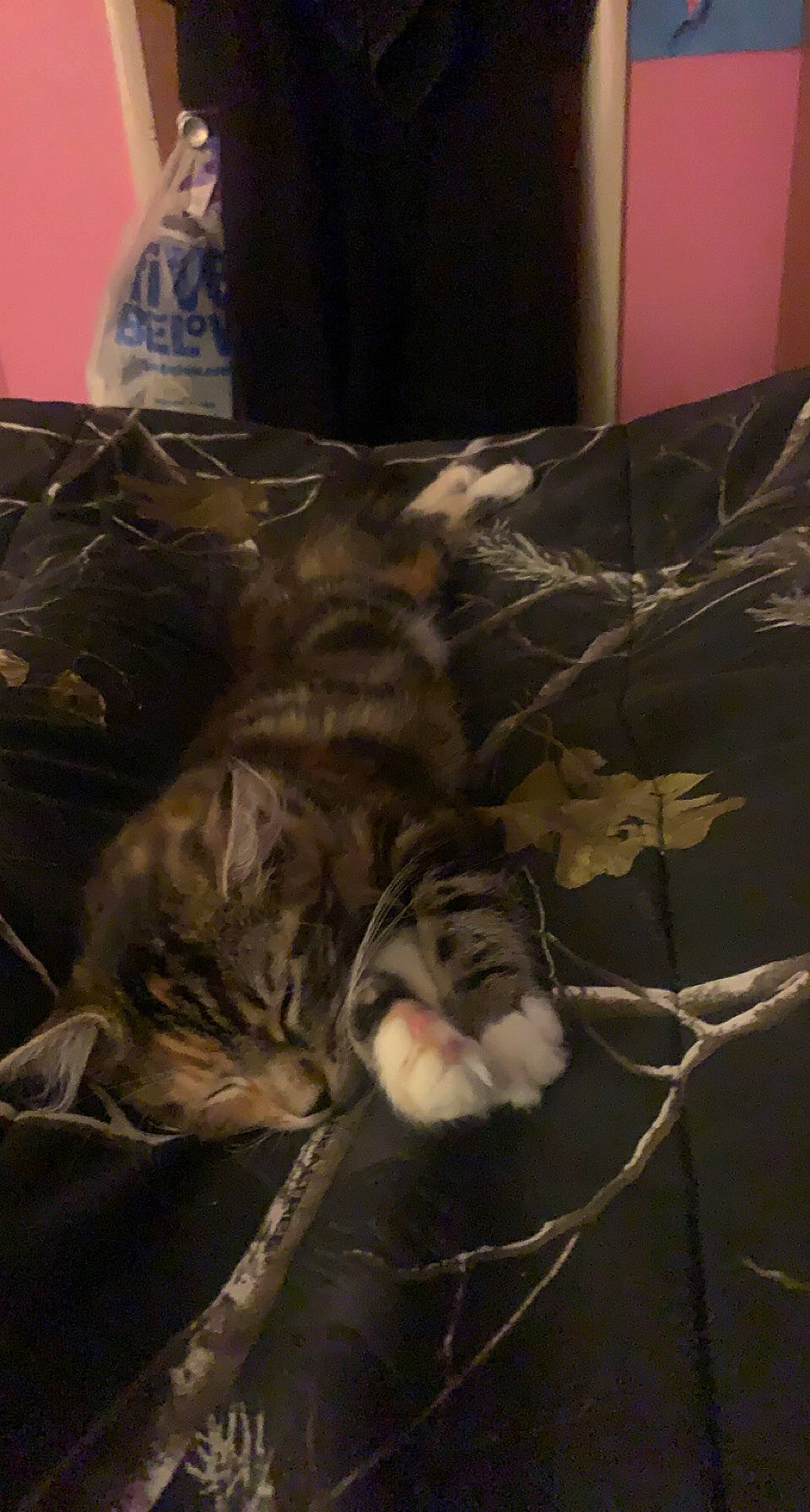 Tigerlilly joined the competition — help win amazing prizes! bed_sheet, bedding, carnivore, cat, claw, comfort, darkness, domestic_short_haired_cat, felidae, flooring, fur, grey, linens, nap, room, sleep, small_to_medium_sized_cats, sporting_group, tail, whiskers