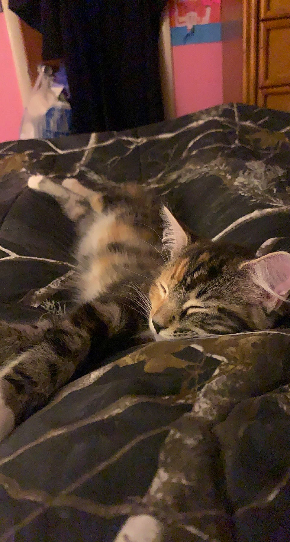 Tigerlilly joined the competition — help win amazing prizes! bed, bed_sheet, bedding, bedroom, brown, carnivore, cat, comfort, curtain, domestic_short_haired_cat, felidae, fur, grey, linens, mammal, room, small_to_medium_sized_cats, tail, vertebrate, whiskers