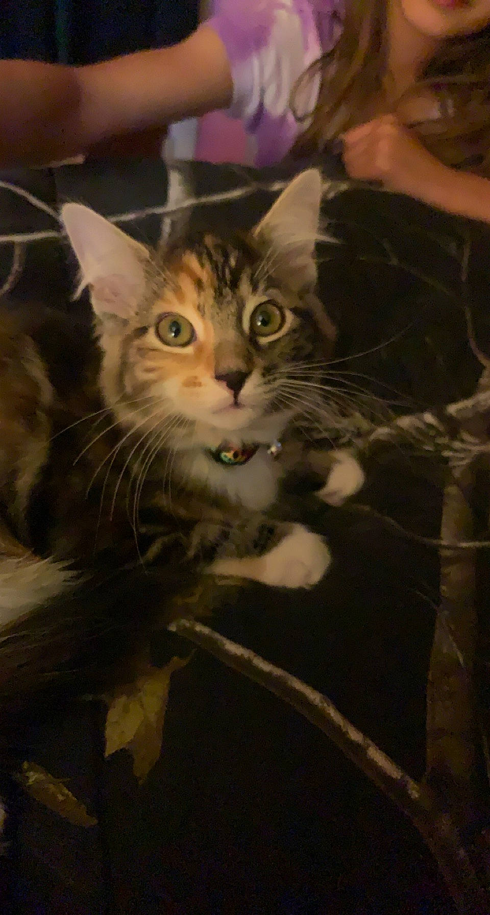 Tigerlilly joined the competition — help win amazing prizes! carnivore, cat, claw, darkness, domestic_short_haired_cat, event, felidae, fur, paw, sitting, small_to_medium_sized_cats, snout, tail, terrestrial_animal, tree, whiskers, wildlife