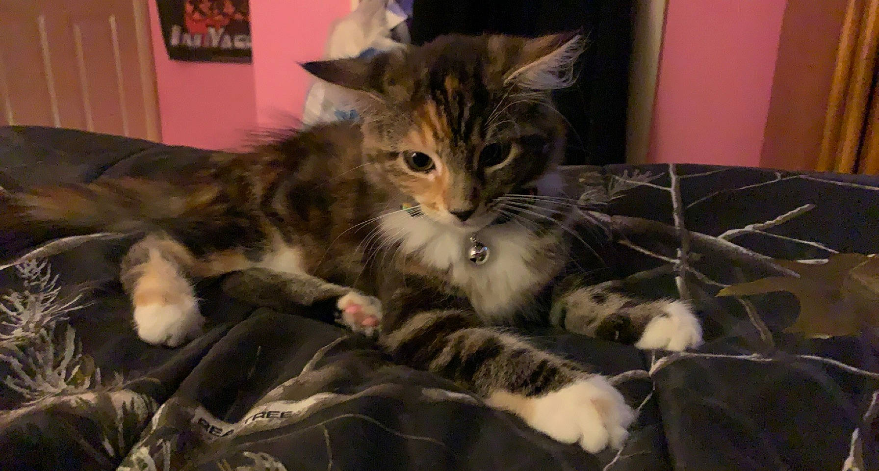 Tigerlilly joined the competition — help win amazing prizes! bed, carnivore, cat, cat_supply, claw, comfort, domestic_short_haired_cat, felidae, fur, nap, paw, small_to_medium_sized_cats, snout, whiskers