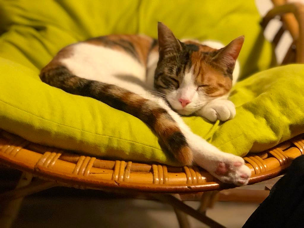 Pearly participe au concours pour gagner de l'argent avec cette photo : aegean_cat, american_shorthair, american_wirehair, asian, carnivore, cat, couch, domestic_short_haired_cat, european_shorthair, felidae, kitten, nap, sleep, small_to_medium_sized_cats, tabby_cat, whiskers