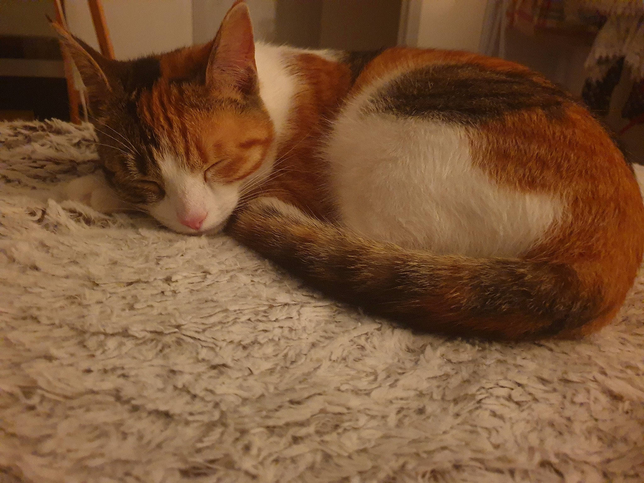 Pearly a rejoint le concours — aidez-le/la à gagner de superbes lots ! aegean_cat, american_wirehair, arabian_mau, carnivore, cat, cat_bed, domestic_short_haired_cat, european_shorthair, felidae, fur, kitten, mammal, nap, paw, sleep, small_to_medium_sized_cats, tabby_cat, tail, whiskers, wood