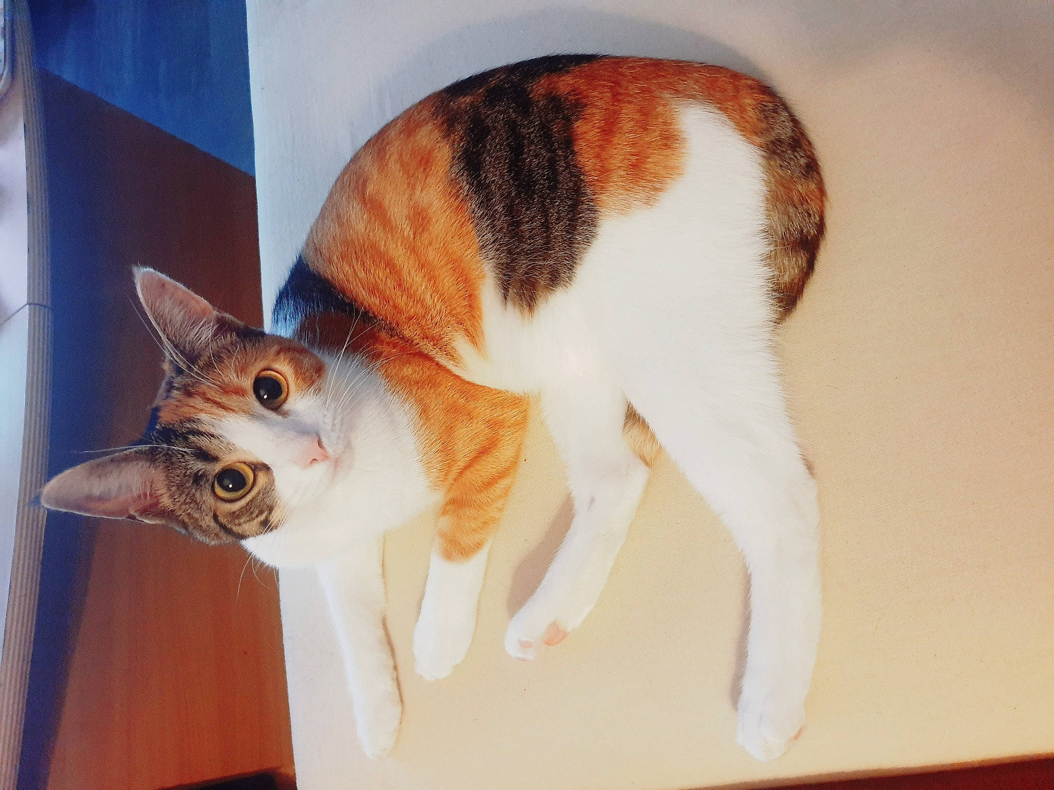 Pearly a rejoint le concours — aidez-le/la à gagner de superbes lots ! aegean_cat, american_wirehair, carnivore, cat, domestic_short_haired_cat, ear, european_shorthair, fawn, felidae, fur, kitten, small_to_medium_sized_cats, tabby_cat, tail, whiskers