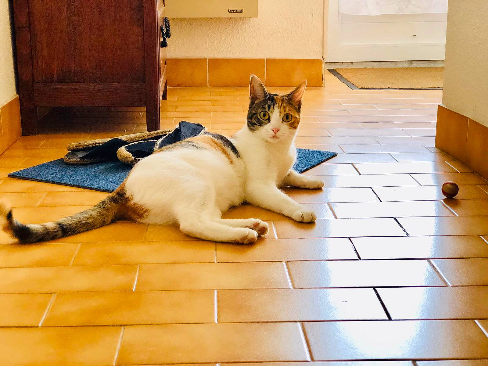 Pearly a rejoint le concours — aidez-le/la à gagner de superbes lots ! aegean_cat, carnivore, cat, domestic_short_haired_cat, european_shorthair, felidae, floor, flooring, hardwood, kitten, laminate_flooring, leg, mammal, room, small_to_medium_sized_cats, tail, tile, whiskers, wood, wood_flooring