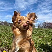 Belle is registered to the contest to win money with this photo: animal, blue_sky, brown_dog, canine, clouds, cute, daytime, dog, ears, field, fluffy, fur, grass, happy, nature, outdoor, pet, portrait, sitting, sunny