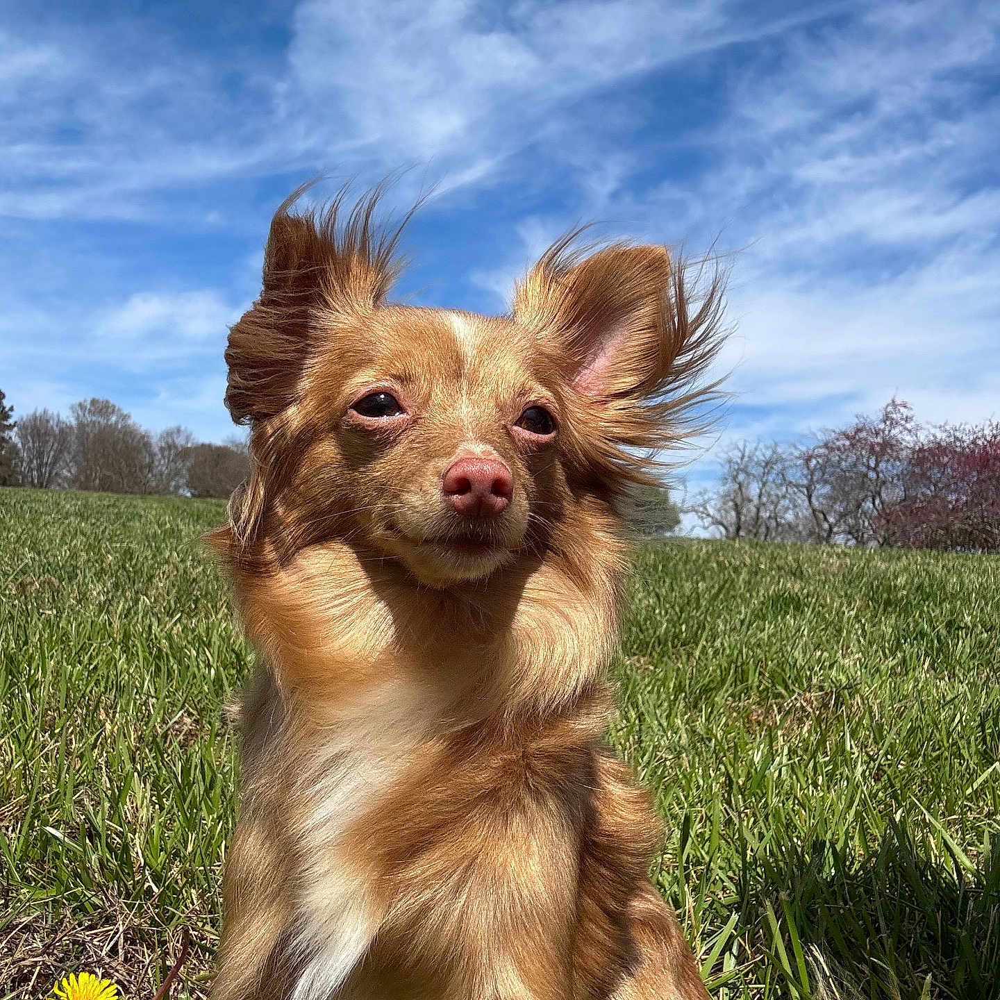 Belle is registered to the contest to win money with this photo: animal, blue_sky, brown_dog, canine, clouds, cute, daytime, dog, ears, field, fluffy, fur, grass, happy, nature, outdoor, pet, portrait, sitting, sunny