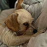 Looney Luna is registered to the contest to win money with this photo: dog, sleeping, curled_up, bed, blanket, pillow, indoors, pet, puppy, fur, white_dog, brown_ears, snout, closed_eyes, resting, cozy, bedroom, soft_lighting, portrait, nap