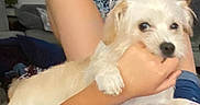Looney Luna is registered to the contest to win money with this photo: dog, white_dog, small_dog, fluffy, long_hair, pet, animal, cuddling, hugging, indoors, bedroom, home, person, arms, portrait, closeup, sitting, cozy, playful, white_fur