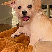 Looney Luna is registered to the contest to win money with this photo: dog, puppy, pet, fluffy, white_fur, cream_fur, small_dog, happy, smiling, open_mouth, pink_tongue, black_nose, floppy_ears, lying_down, front_paw, blanket, cozy, indoor, portrait, cute