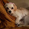 Looney Luna joined the competition — help win amazing prizes! dog, puppy, pet, animal, white_fur, brown_ears, scruffy_fur, large_eyes, black_nose, lying_down, blanket, cozy, indoors, portrait, closeup, cute, sleeping, paw, soft_texture, warm_lighting