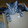 Charlee joined the competition — help win amazing prizes! animal, box, cardboard_box, cat, close_up, curious, cute, domestic_cat, feline, floor, food_bowl, home, indoor, paws, pet, relaxed, resting, striped, tabby_cat, wooden_floor
