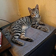 Charlee is registered to the contest to win money with this photo: animal, box, cat, curious, ears, eyes, feline, fur, gray_towel, indoor, mammal, paw, pet, relaxed, resting, striped, tabby, whiskers, wooden_table, yellow_wall