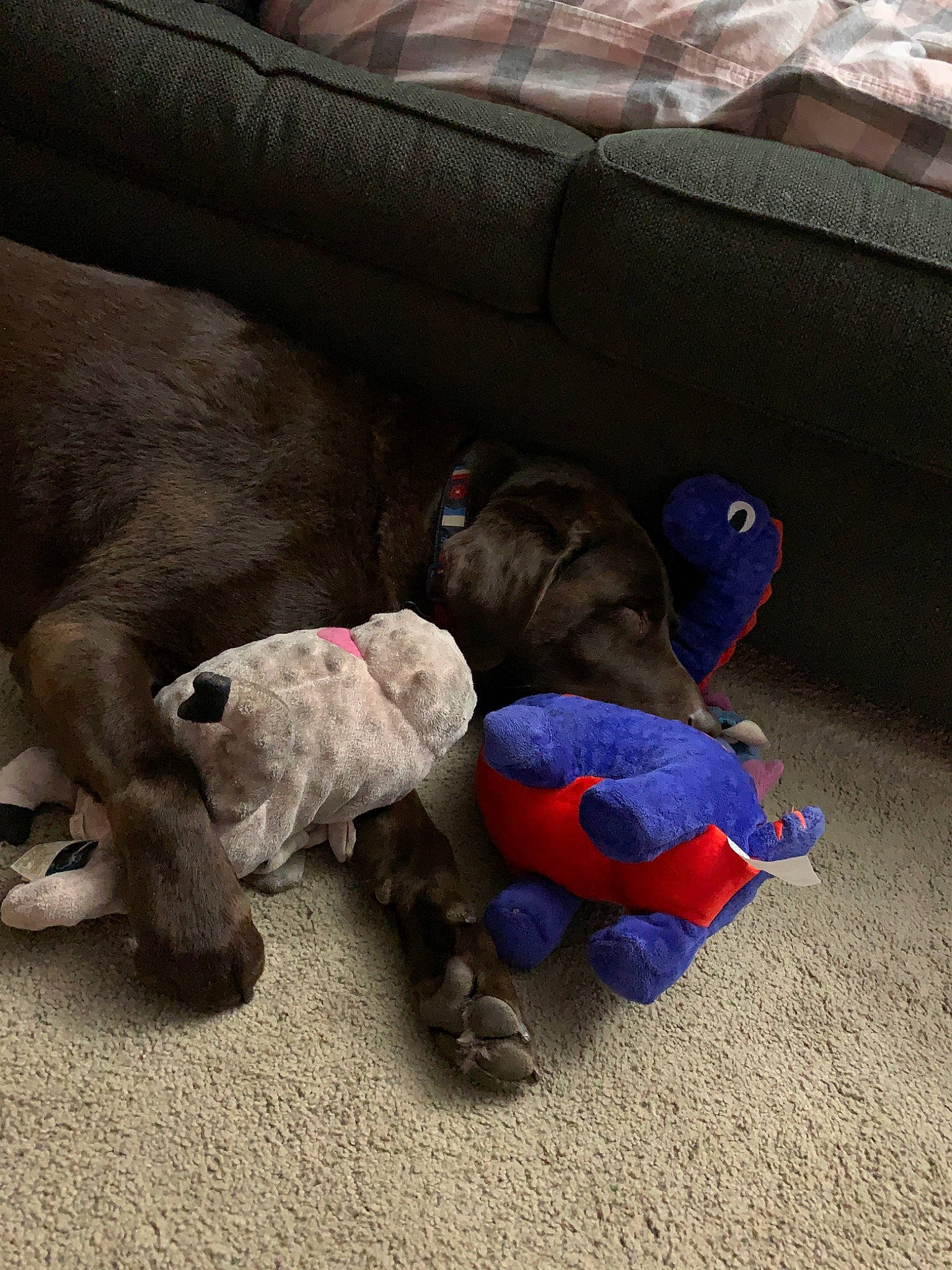 Bo is registered to the contest to win money with this photo: canidae, carnivore, companion_dog, dog, dog_breed, fawn, labrador_retriever, non_sporting_group, puppy, snout, sporting_group, weimaraner