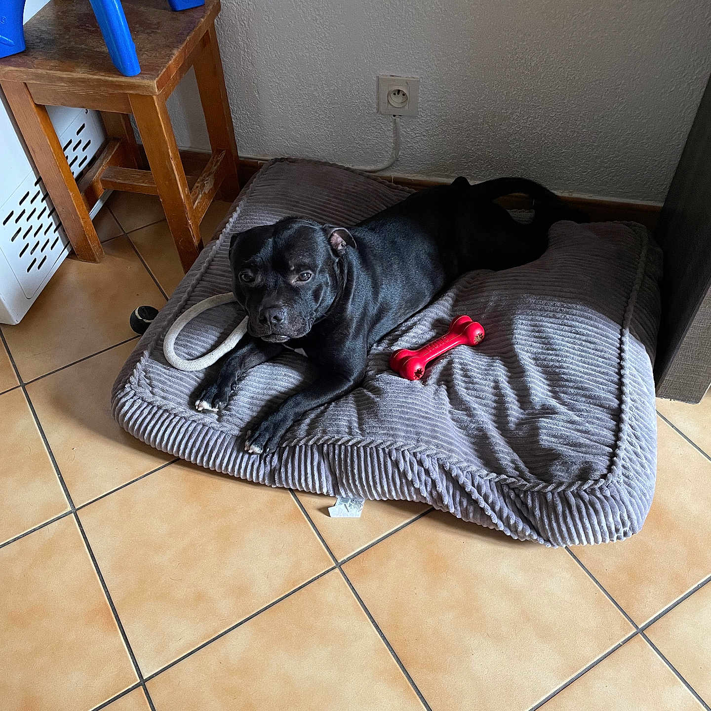 Snow a rejoint le concours — aidez-le/la à gagner de superbes lots ! animal, canine, dog, dogbed, pet, policedog, pug, puppy