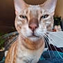Tango a rejoint le concours — aidez-le/la à gagner de superbes lots ! cat, indoor, blurred, closeup, feline, whiskers, ears, fur, striped, pet, bed, blanket, houseplant, furniture, cozy, domestic, animal, mammal, face, close