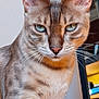 Tango a rejoint le concours — aidez-le/la à gagner de superbes lots ! cat, close_up, blue_eyes, fur, whiskers, pet, animal, indoor, portrait, feline, tabby, alert, domestic_cat, face, ears, nose, eyes, muzzle, focused