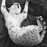 Tango participe au concours pour gagner de l'argent avec cette photo : cat, stretching, spotted, black_and_white, feline, whiskers, paws, tail, blanket, cushion, sleepy, resting, indoor, fur, pet, animal, cute, relaxed, lying_down, comfort