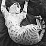 Tango participe au concours pour gagner de l'argent avec cette photo : cat, stretching, spotted, black_and_white, feline, whiskers, paws, tail, blanket, cushion, sleepy, resting, indoor, fur, pet, animal, cute, relaxed, lying_down, comfort