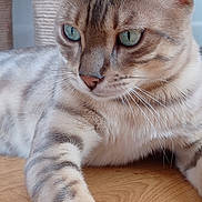 Tango participe au concours pour gagner de l'argent avec cette photo : cat, close_up, green_eyes, fur, whiskers, paw, wooden_surface, scratching_post, indoor, relaxed, pet, animal, feline, striped, tabby, portrait, cute, domestic_cat, laying_down, soft_light