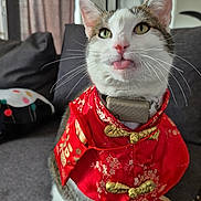 Chatong participe au concours pour gagner de l'argent avec cette photo : adorable, cat, close_up, collar, costume, couch, cute, ears, fabric, fur, green_eyes, indoor, living_room, pet, portrait, red_outfit, seated, sofa, tongue_out, whiskers