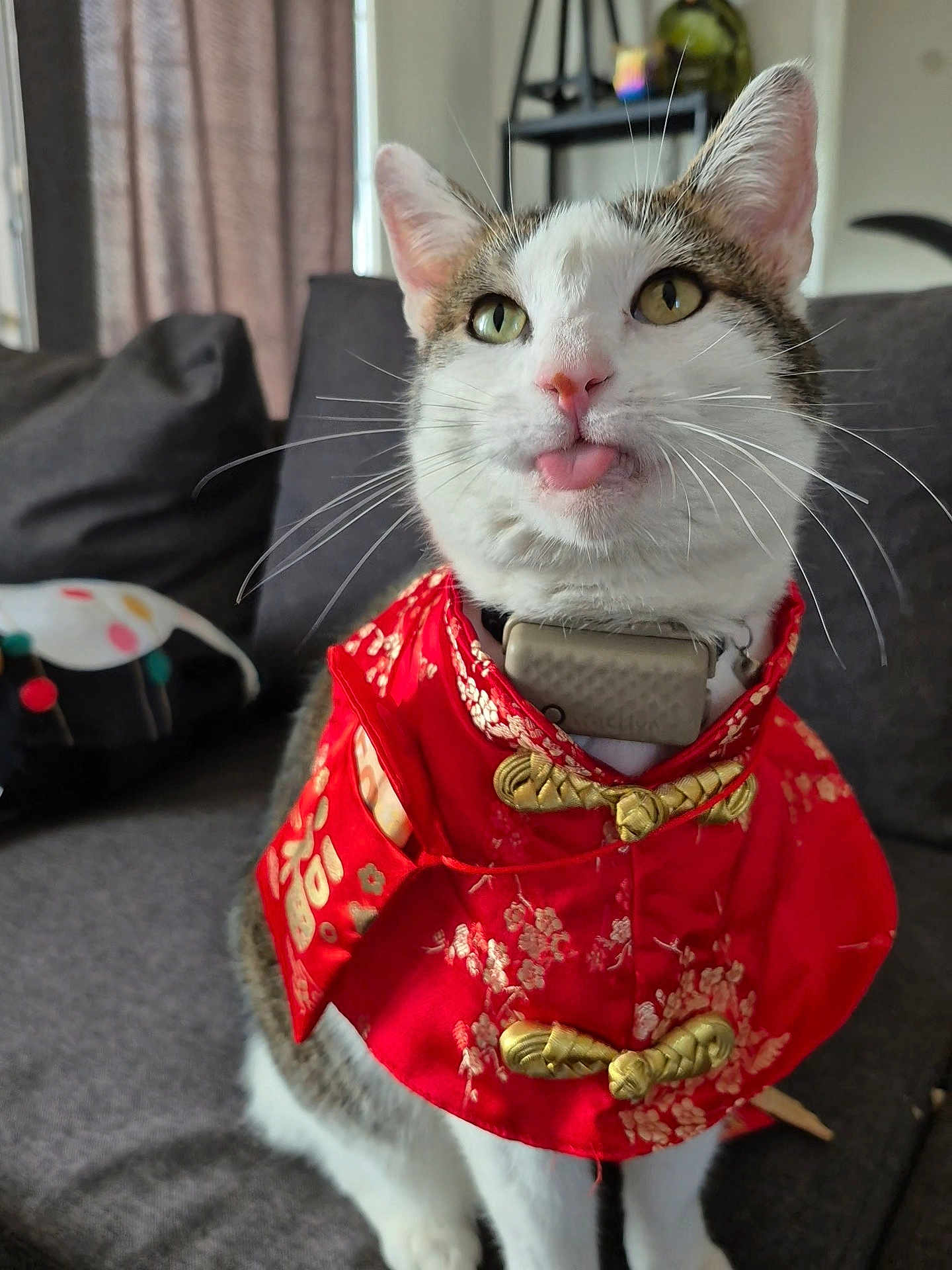 Chatong participe au concours pour gagner de l'argent avec cette photo : adorable, cat, close_up, collar, costume, couch, cute, ears, fabric, fur, green_eyes, indoor, living_room, pet, portrait, red_outfit, seated, sofa, tongue_out, whiskers