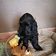 Aïko participe au concours pour gagner de l'argent avec cette photo : puppy, dog, bed, toy, plush, black_fur, indoor, pet, curious, floor, cozy, cute, animal, young_dog, resting, soft, small, companion, domestic_animal, playful
