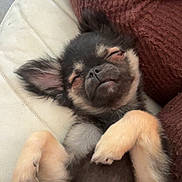 Bounty a rejoint le concours — aidez-le/la à gagner de superbes lots ! animal, brown, couch, cozy, cute, dog, domestic, fluffy, fur, indoors, knitted, nap, pet, pillow, pink, puppy, relaxed, resting, sleeping, small_dog